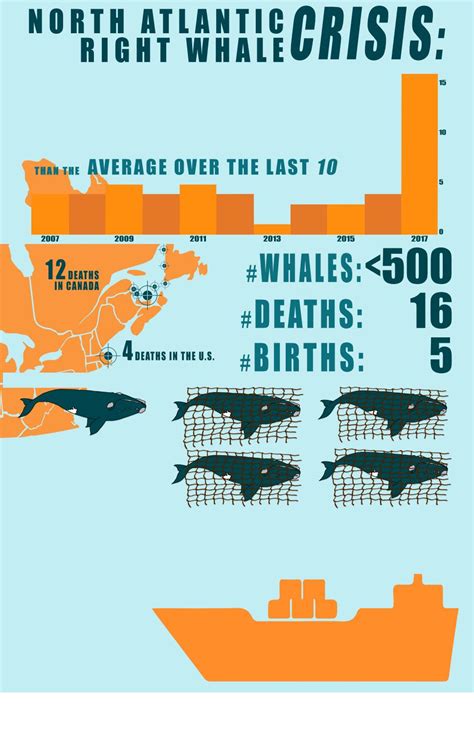 right whale conservation status